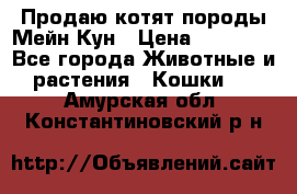 Продаю котят породы Мейн Кун › Цена ­ 12 000 - Все города Животные и растения » Кошки   . Амурская обл.,Константиновский р-н